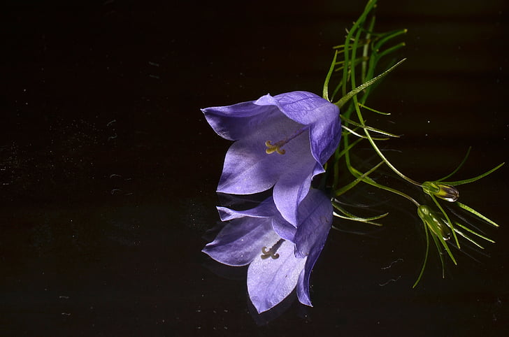 close up photography of purple campanula flowers
