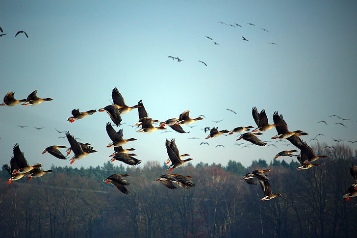 flying ducks over grass field