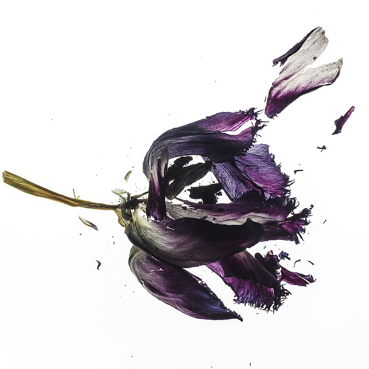 shattered purple petal flower