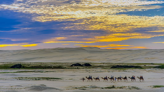 photo of camels during daytime