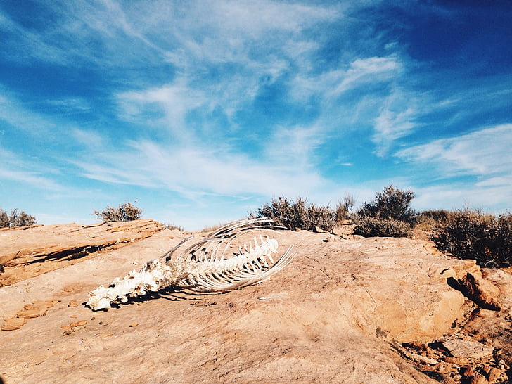 animal skeleton on desert during daytime