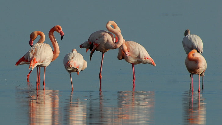 seven flamingos standing on body of water
