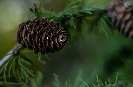 close-up photography of brown pinecone