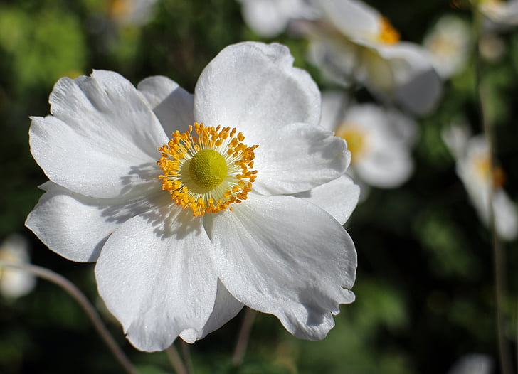 closeup photo of white petal flower