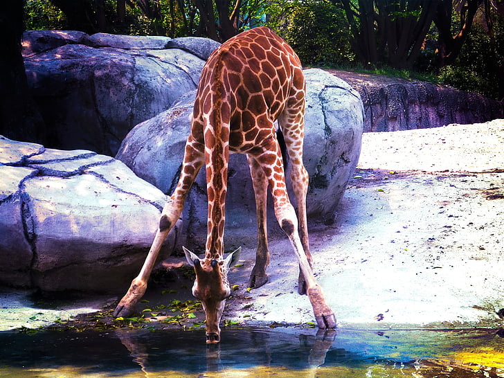 brown giraffe drinking water