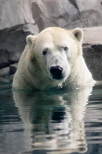 polar bear in body of water during daytime