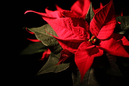 red poinsettia flower in bloom close up photo