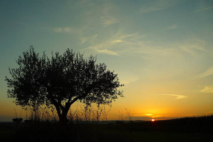 photo of green leaf tree during sunset