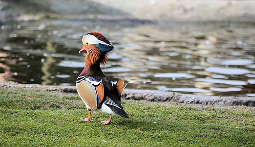 Mandarin duck wobbling near riverbank