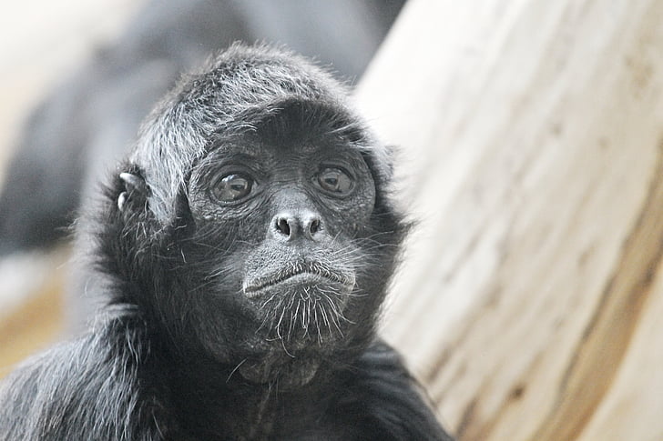 closeup photo of black ape