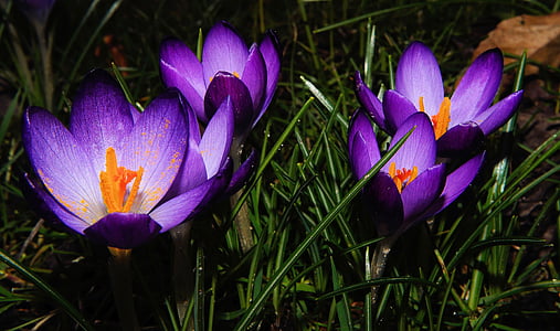 four purple petaled flowers