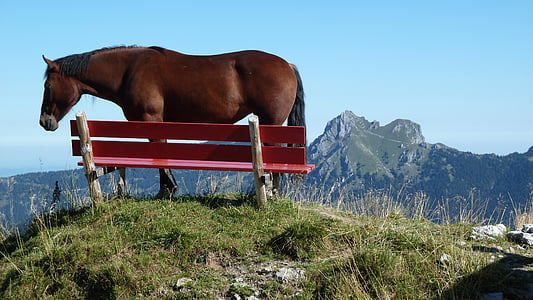 brown horse standing beside red bench on top of the mountain