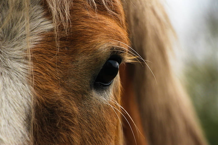 macro photo of horse eye