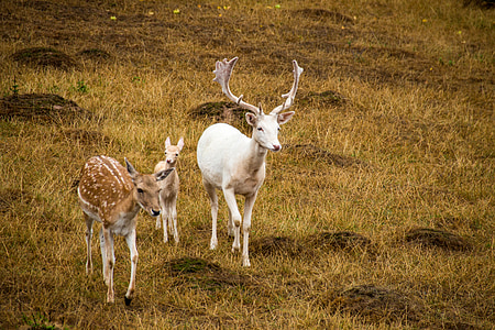 female deer and male deer