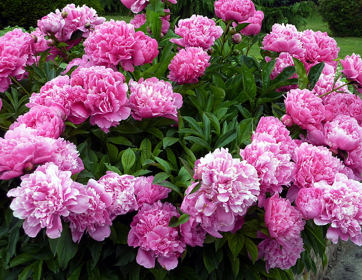 pink carnation flowers in bloom