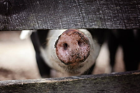 pig nose between gray wooden panel