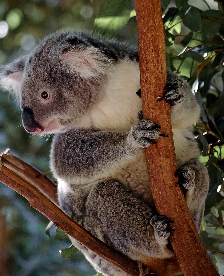 gray koala on tree branch