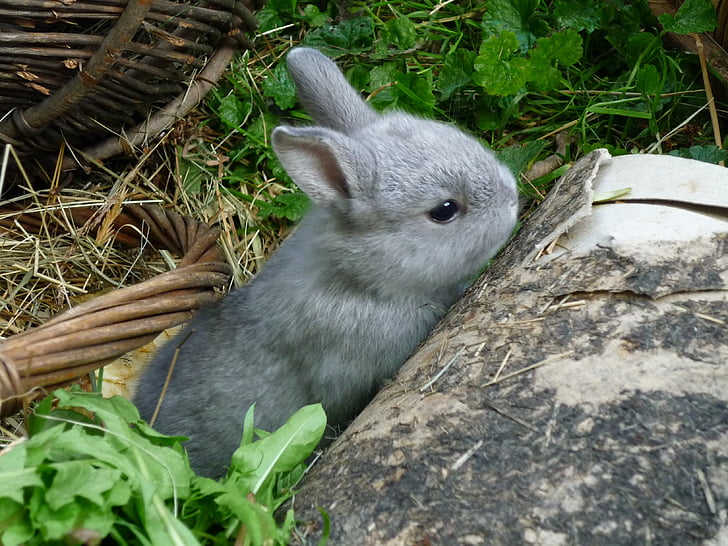 gray bunny behind the rock