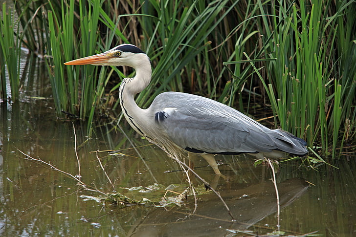 close up photo of bird on swamp