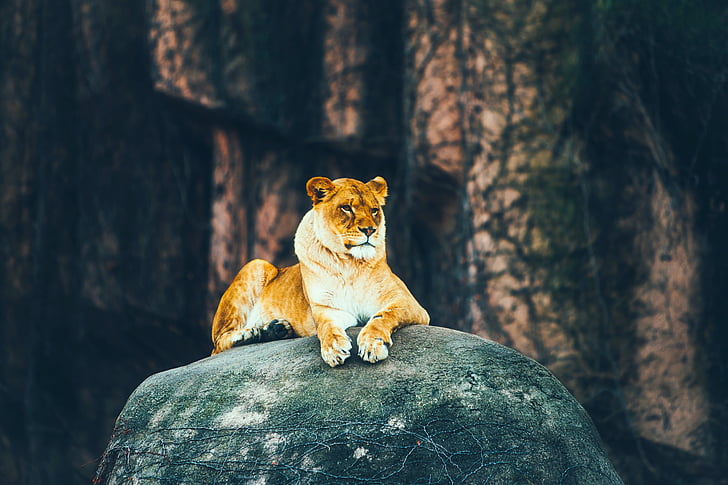 lioness reclining on black stone
