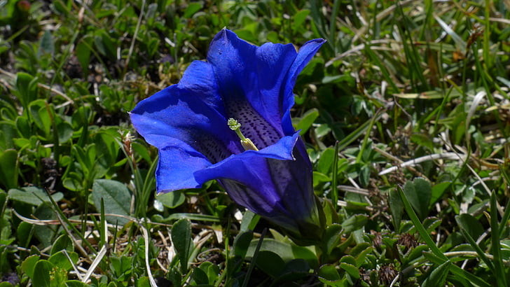 shallow focus photography of blue bellflower