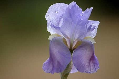 purple tall bearded iris flower in bloom at daytime