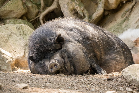 black wild boar lying on ground