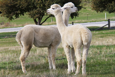 two white llamas standing on green grass field near road during daytime