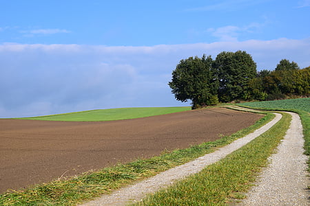 brown field near trees