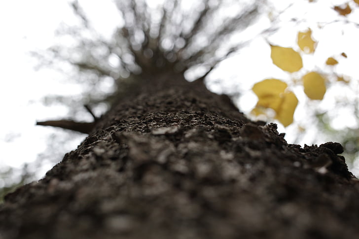 worm's eye view of a leafless tree