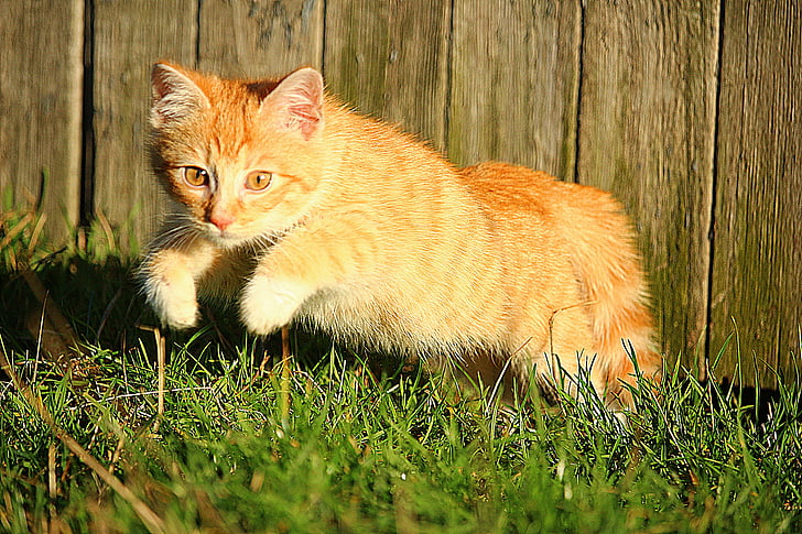 orange tabby kitten jumping on green grass during daytime