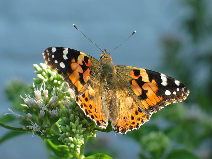painted lady butterfly perched on green leaf