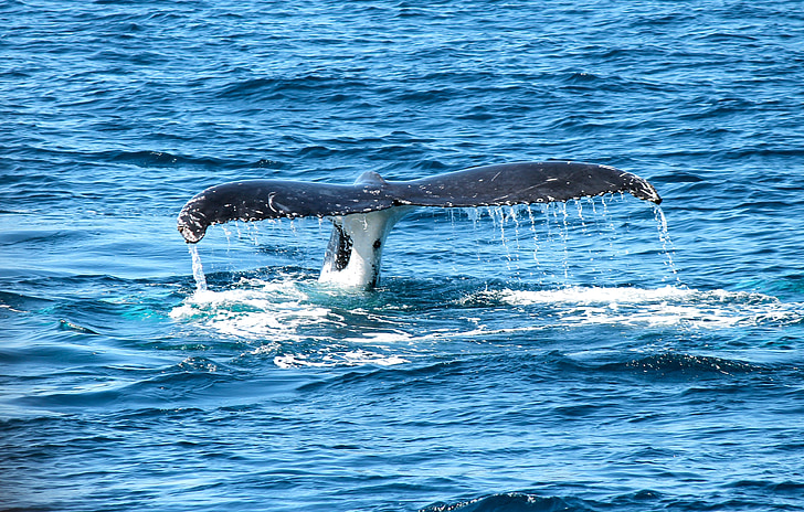 whale's tale flapping