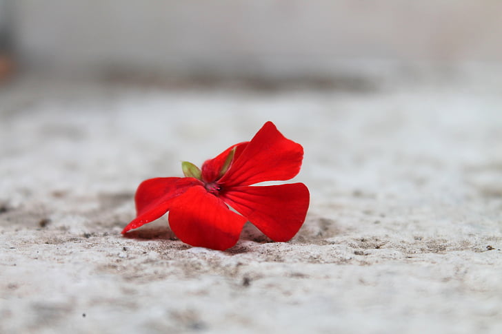 red geranium flower on brown surface