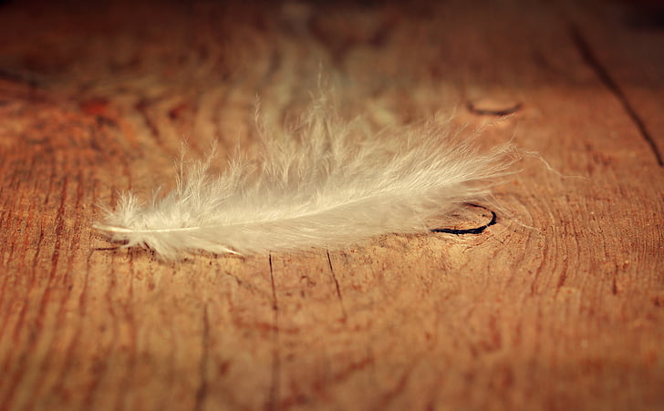 white feather on brown table