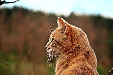 adult orange tabby cat looking towards left