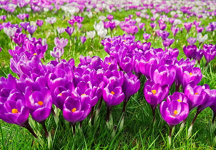 purple tulip field
