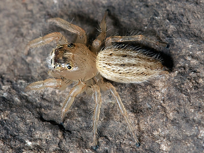 macro photo of black-footed brown spider