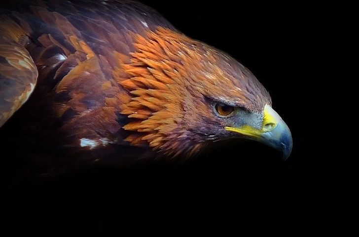 photography of golden eagle