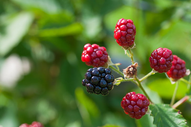 selective focus photography of red raspberries