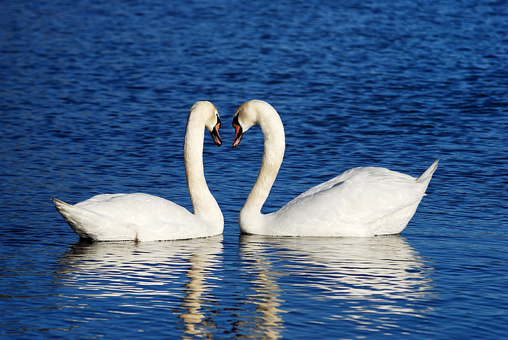 mute swan couple facing each other while floating in the middle of body of water