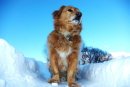 medium short-coated tan dog on snow coated area
