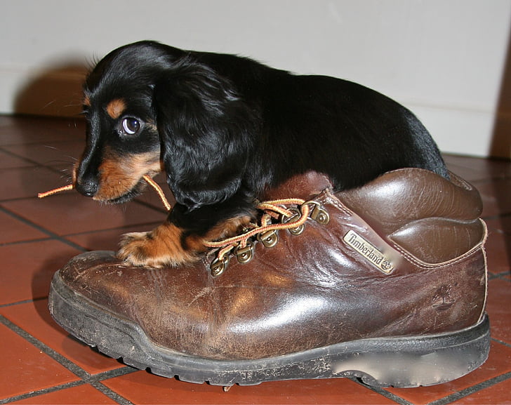 black and brown puppy biting shoe lace
