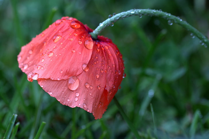 red poppy flower with water droplets