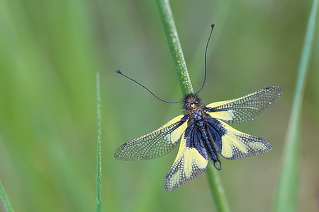 macro photography of yellow and black butterfly