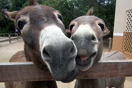 two gray donkeys