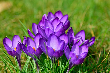 purple flowers on green grass