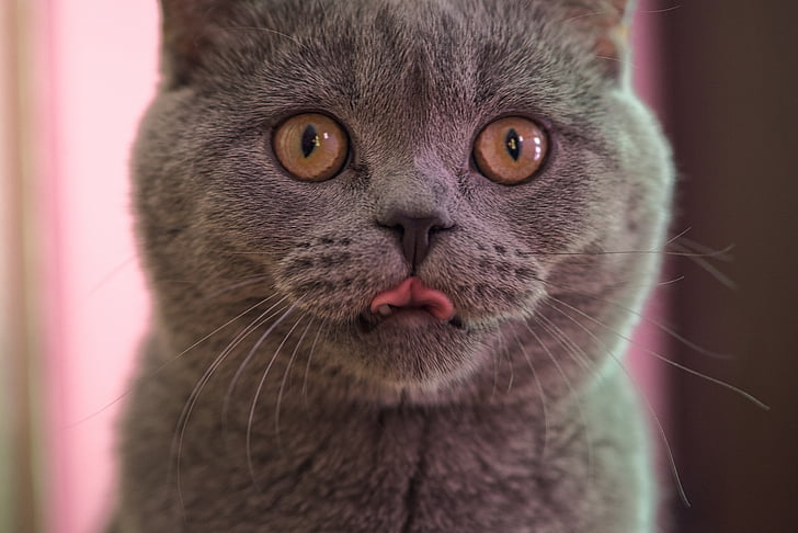 Persian cat sticking it's tongue out
