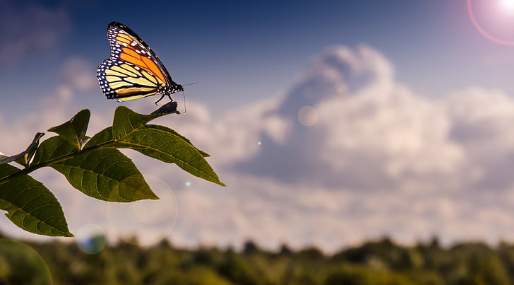 monarch butterfly on green leaf plant