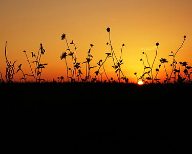 silhouette of flowers during sunset
